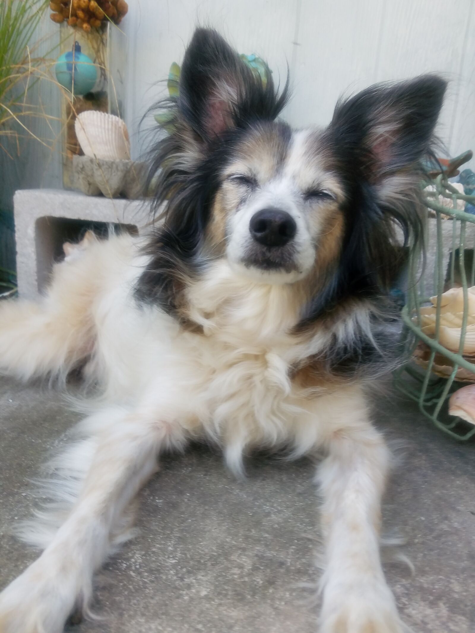 Samsung Galaxy S7 sample photo. Papillon, smile, old photography