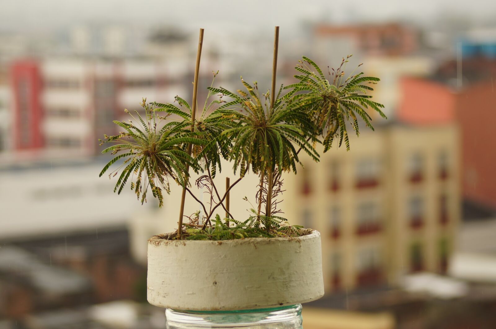 Sony SLT-A55 (SLT-A55V) sample photo. Flora, florez, nature photography