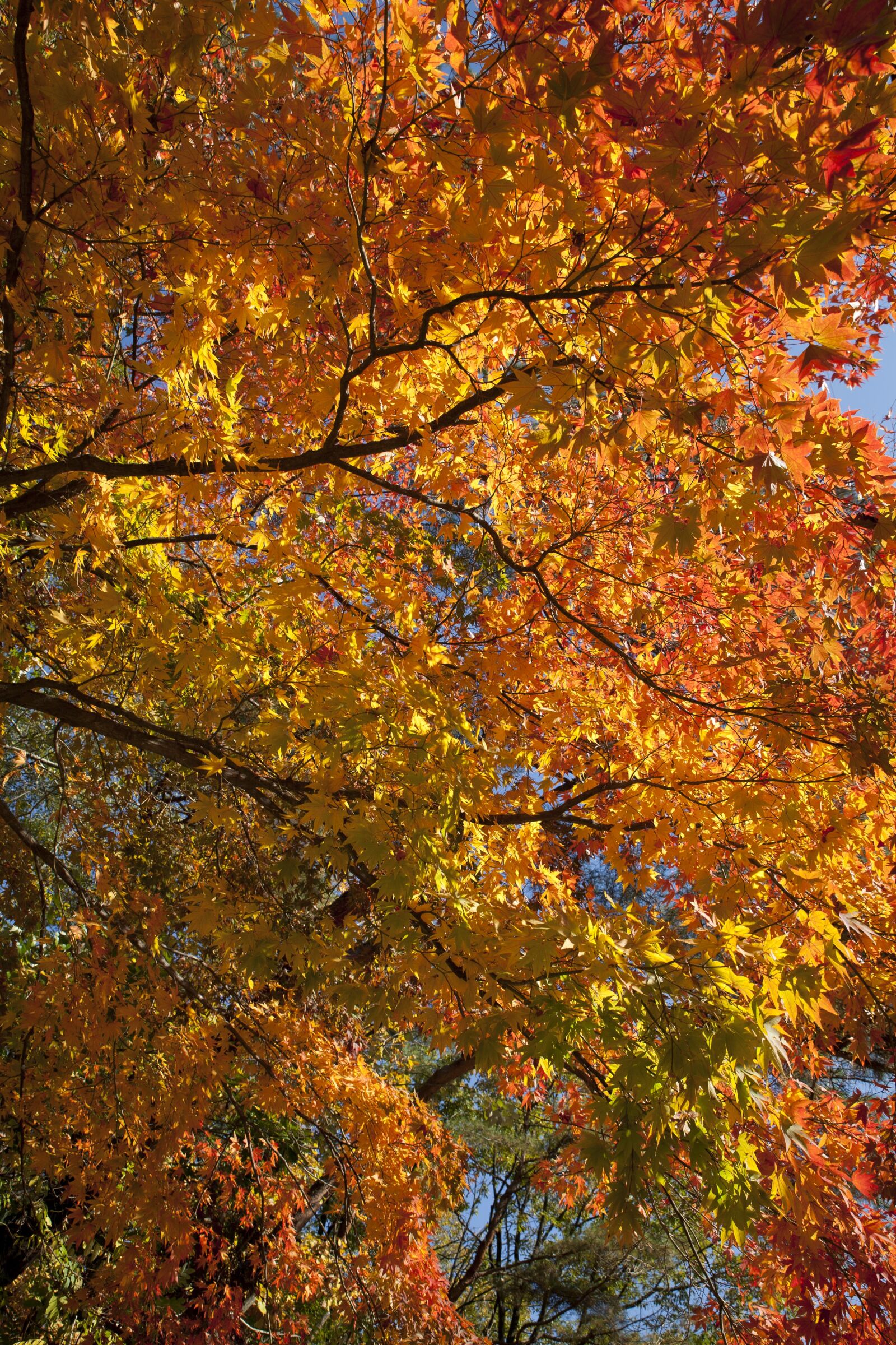 Canon EOS 5D sample photo. Autumn leaves, autumn, red photography
