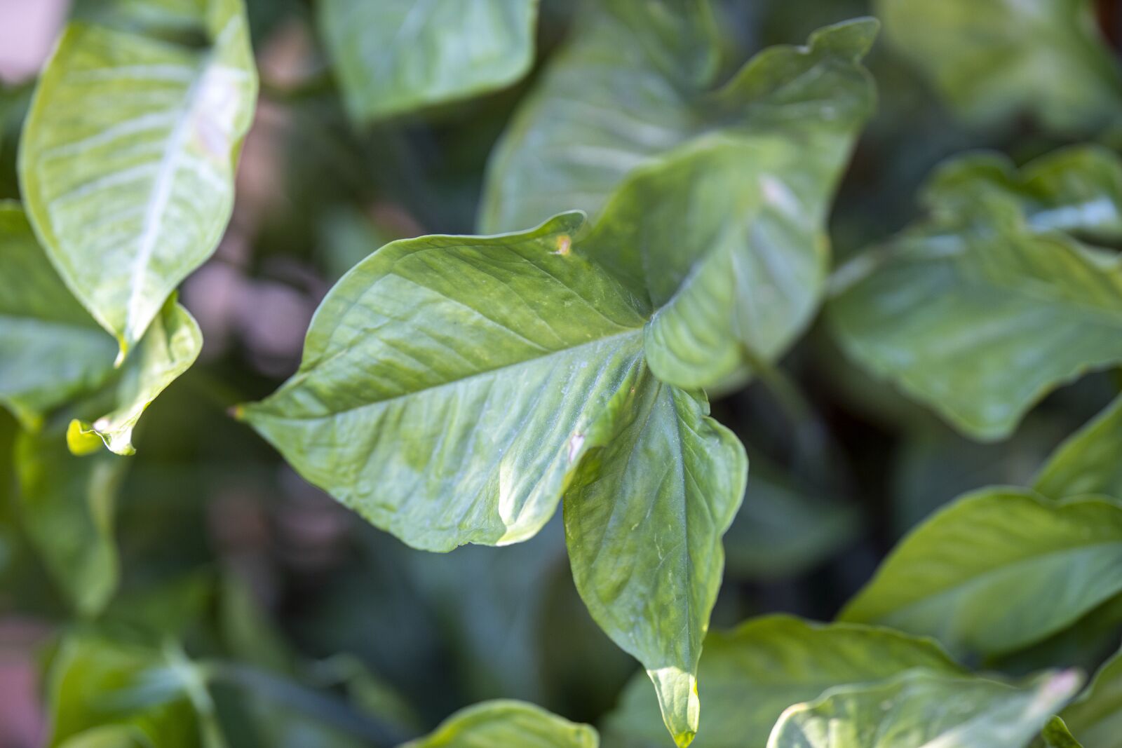 Canon RF 85mm F1.2L USM sample photo. Plant, leaves, green photography