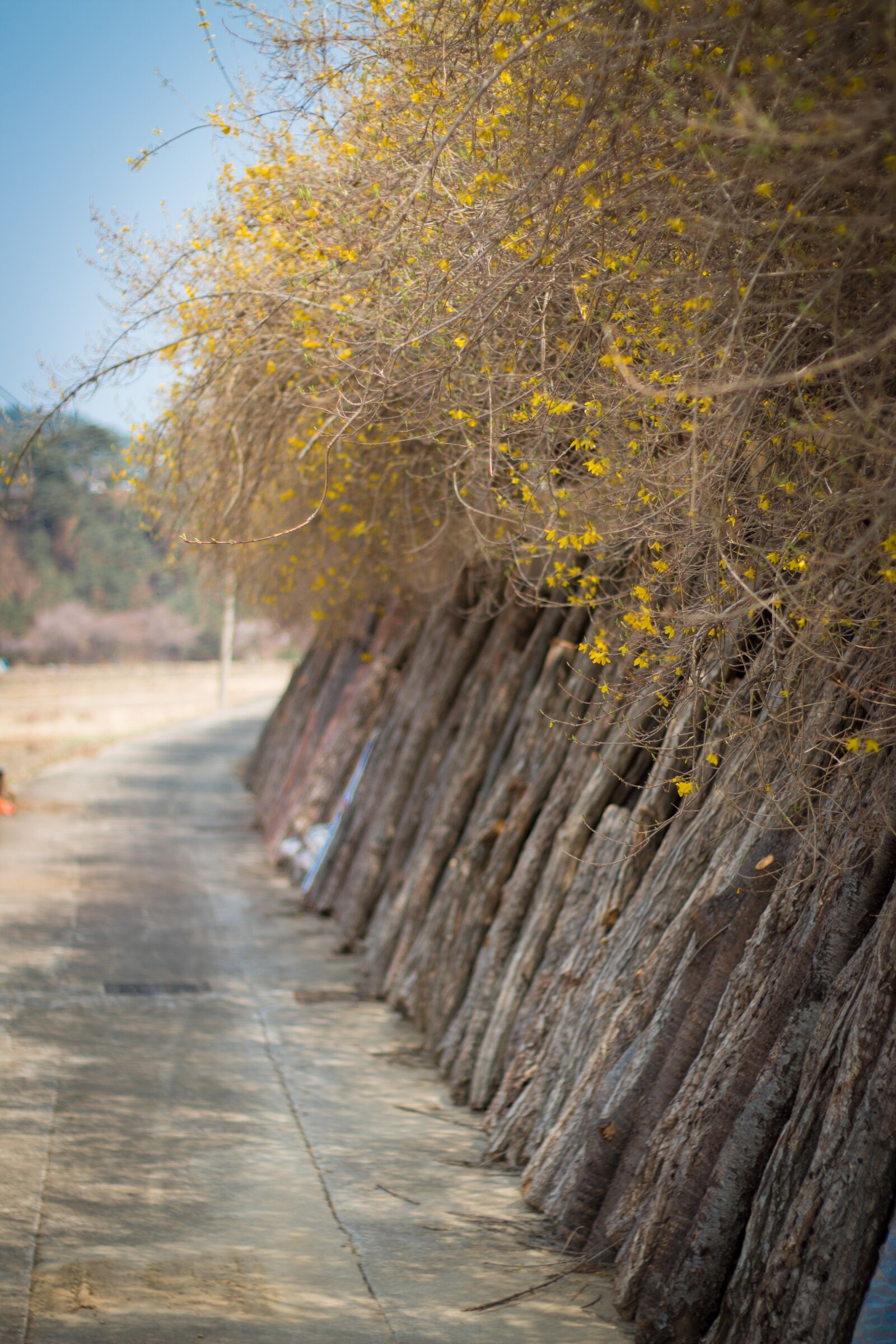 Canon EOS 70D + Canon EF 50mm F1.8 II sample photo. Wood, nature, outdoors photography