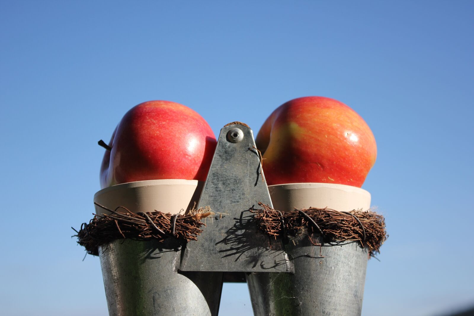 Canon EOS 550D (EOS Rebel T2i / EOS Kiss X4) sample photo. Apple, nature, red photography
