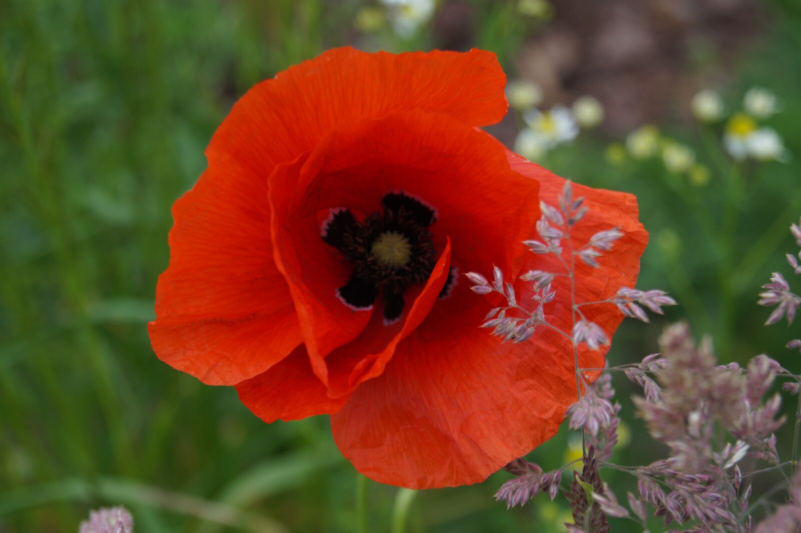 Sony DT 18-55mm F3.5-5.6 SAM II sample photo. Flower, nature, blossom photography