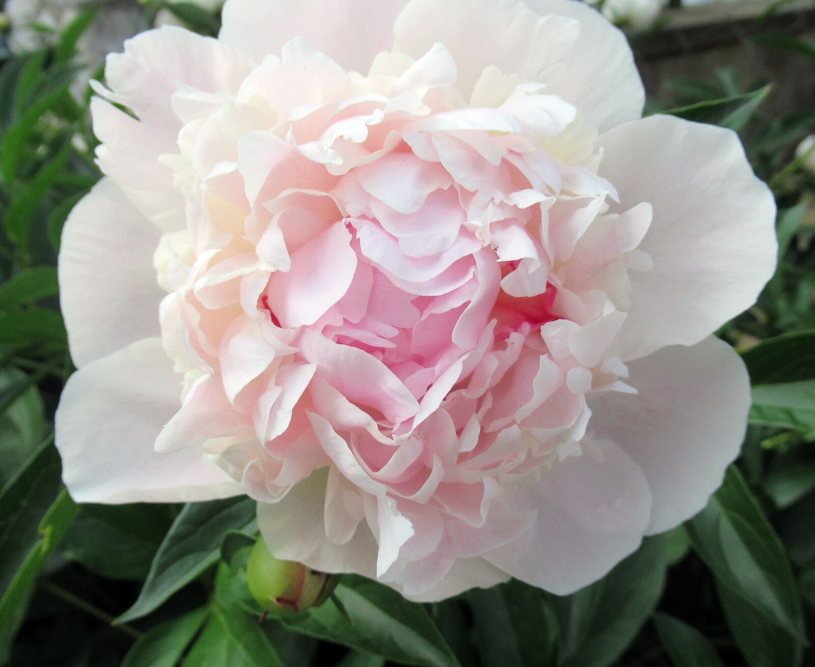 Canon PowerShot SX620 HS sample photo. Flower, nature photography