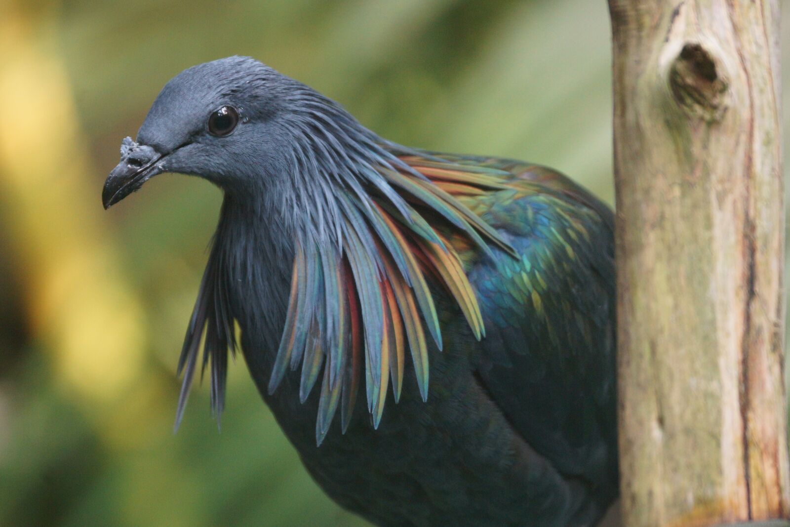 Sony SLT-A77 sample photo. Bird, colorful, plumage photography