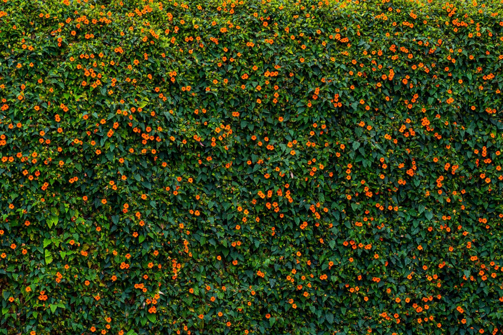 Nikon D3400 sample photo. Texture, nature, green photography