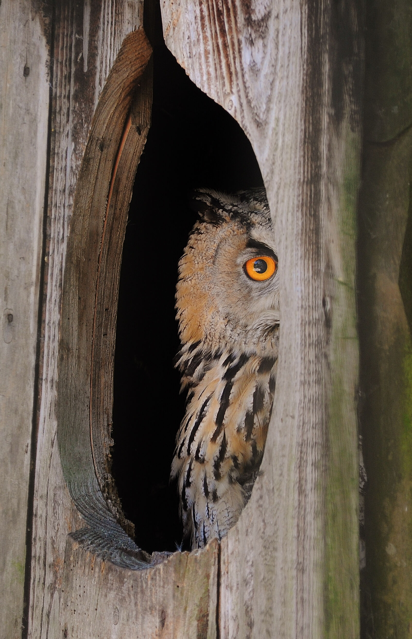 Nikon D5000 sample photo. Bird, animal, owl photography