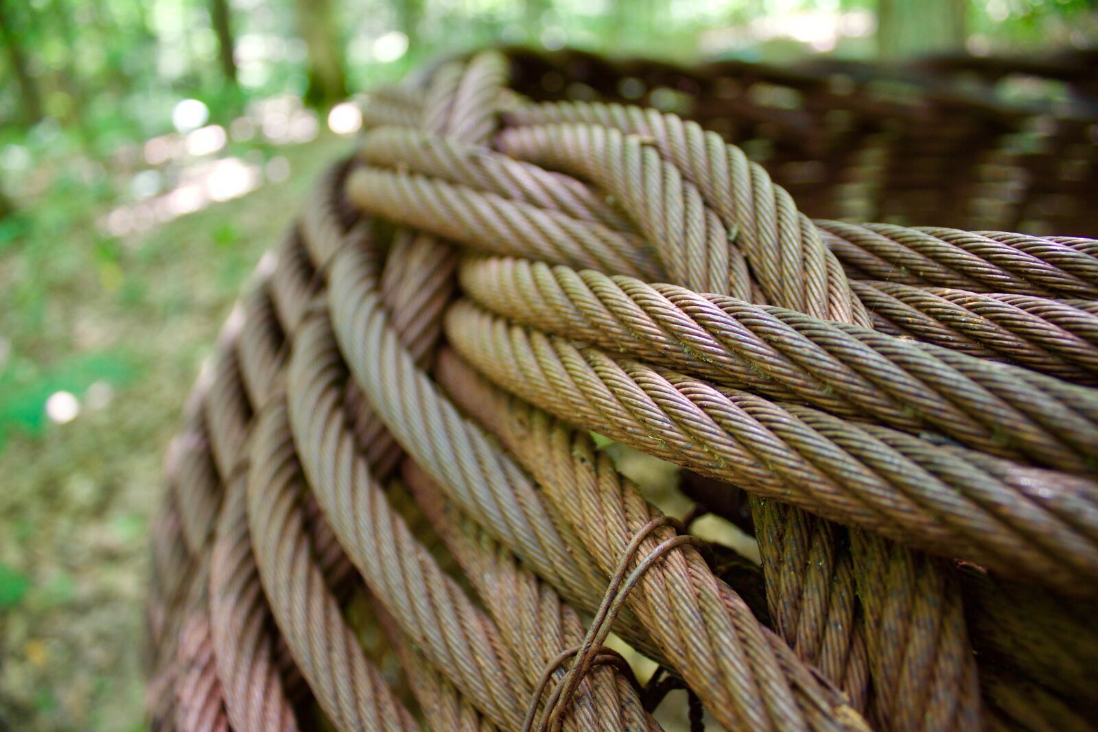 Canon EOS 1200D (EOS Rebel T5 / EOS Kiss X70 / EOS Hi) sample photo. Cables, basket, forest photography