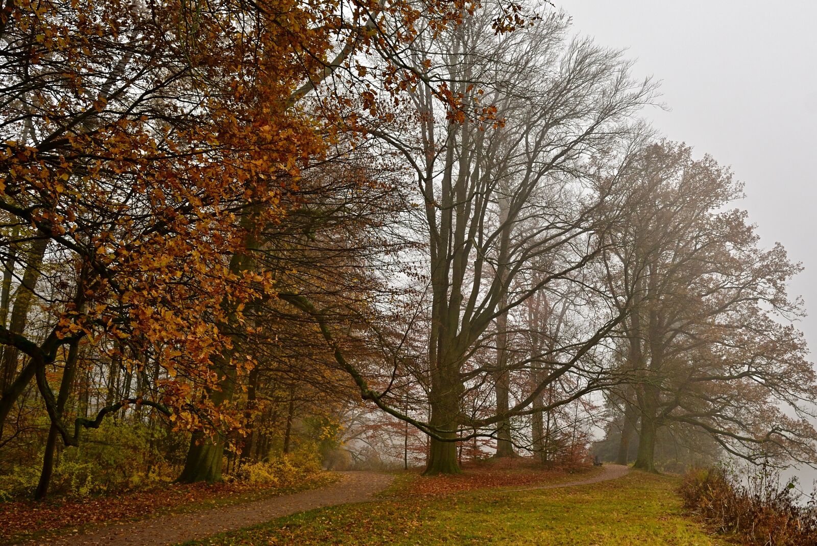 Nikon D5200 sample photo. Park, autumn, nature photography