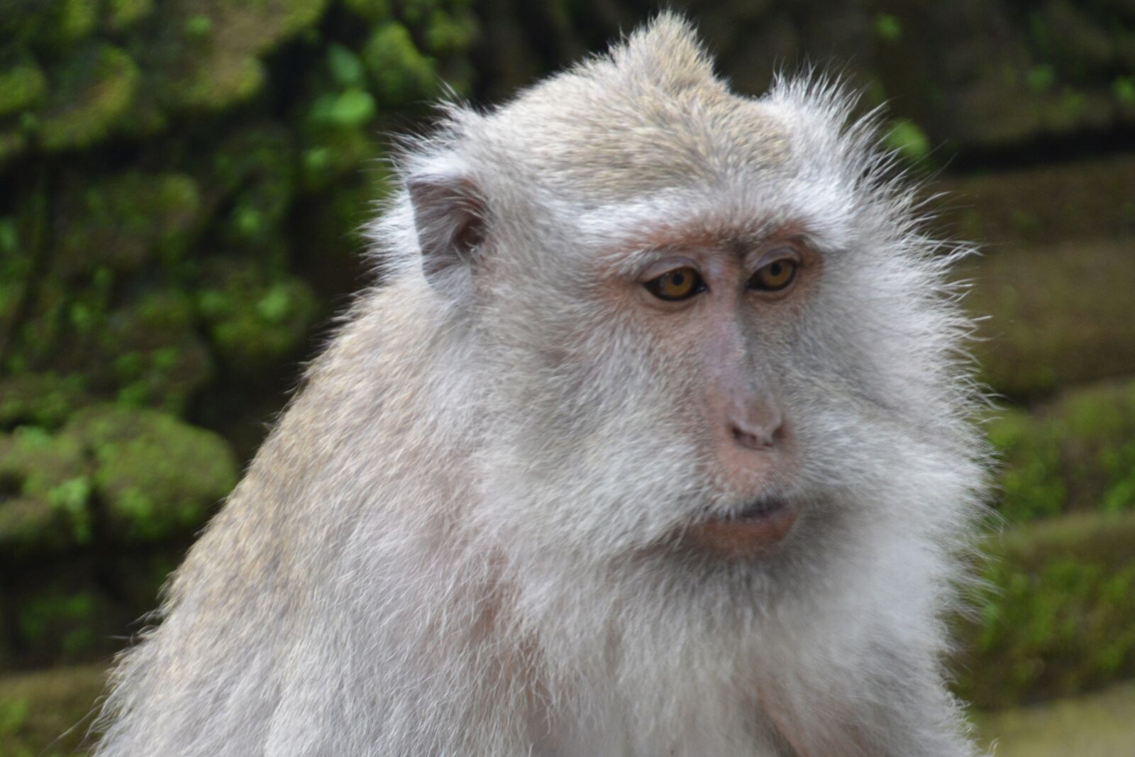 Nikon D5200 sample photo. Bali, indonesia, macaque photography