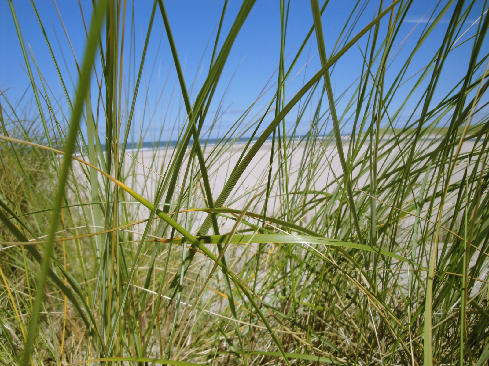 Sony DSC-W275 sample photo. Beach, dunes, texel, the photography