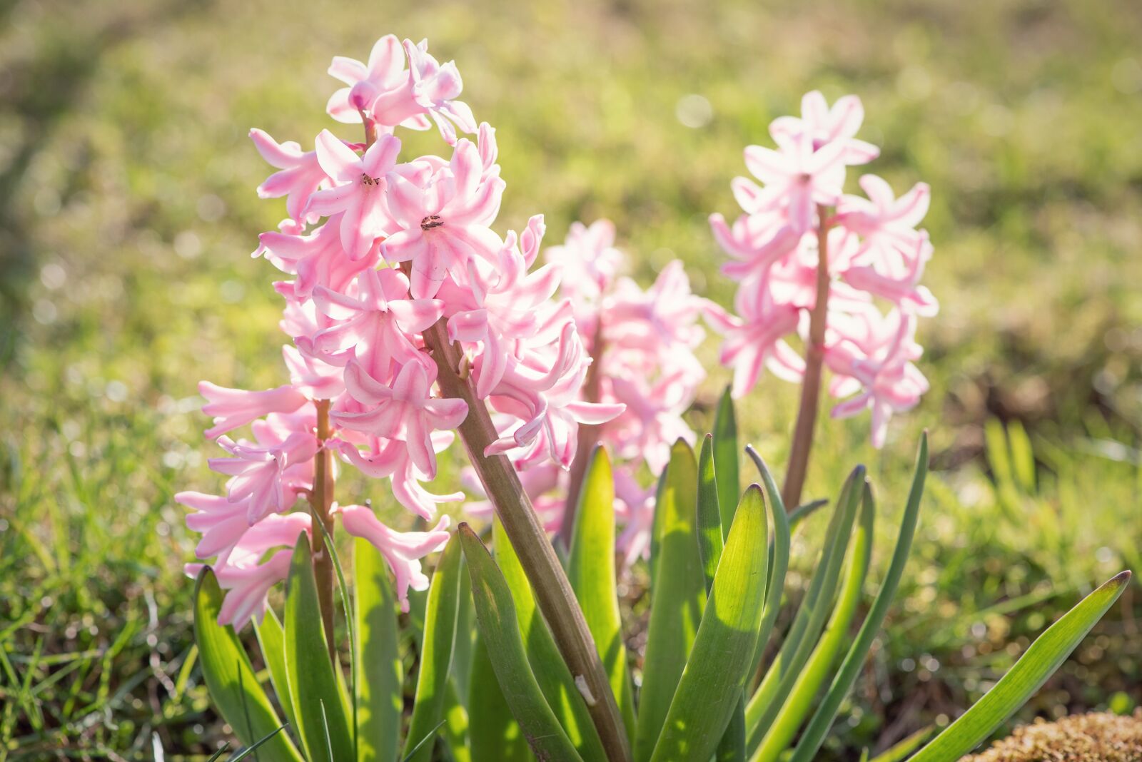 Nikon D750 sample photo. Hyacinth, flower, flowers photography