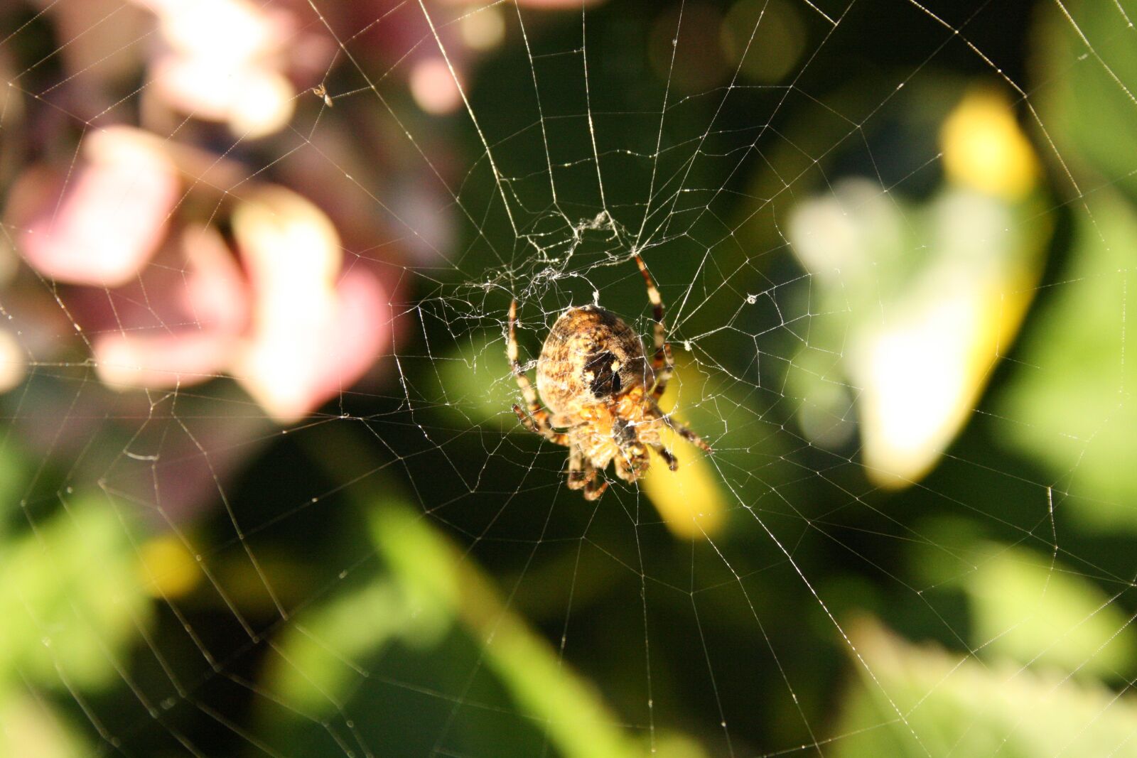 Canon EOS 1000D (EOS Digital Rebel XS / EOS Kiss F) sample photo. Spin, garden spider, hydrangea photography
