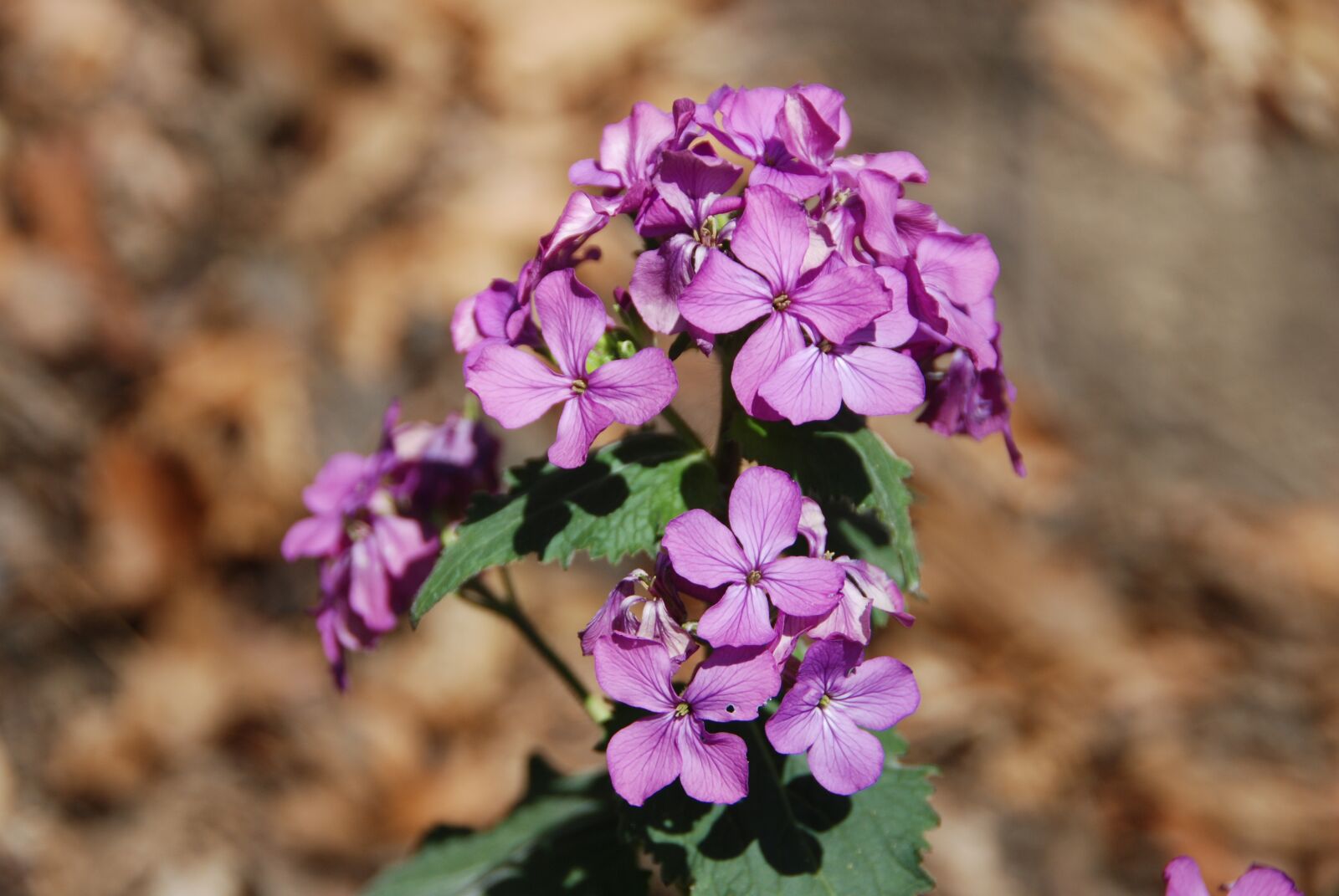 Nikon D80 sample photo. Flower, nature, spring photography