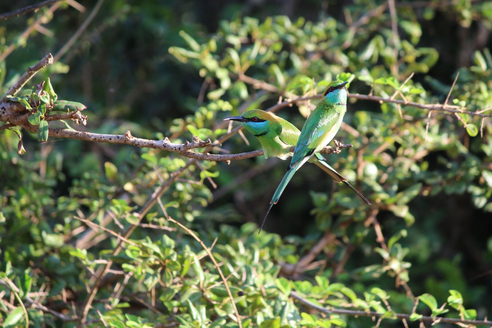 Canon EOS 1200D (EOS Rebel T5 / EOS Kiss X70 / EOS Hi) sample photo. Nature, leaf, tree photography