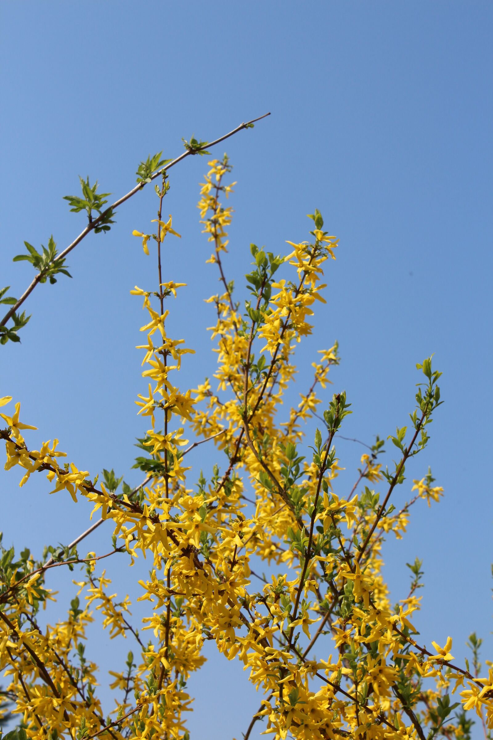 Canon EOS 650D (EOS Rebel T4i / EOS Kiss X6i) sample photo. Garden, flowers, spring photography