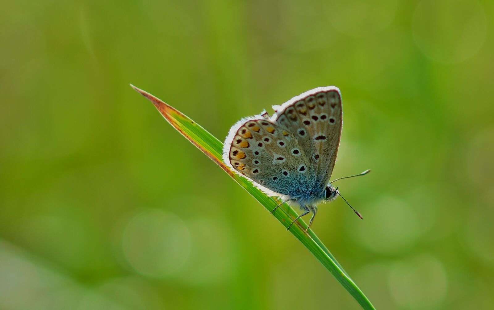 Nikon D5200 sample photo. Butterfly, common blue, meadow photography