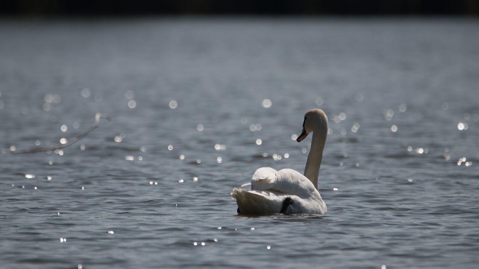 150-600mm F5-6.3 DG OS HSM | Contemporary 015 sample photo. Swan, lake, water photography