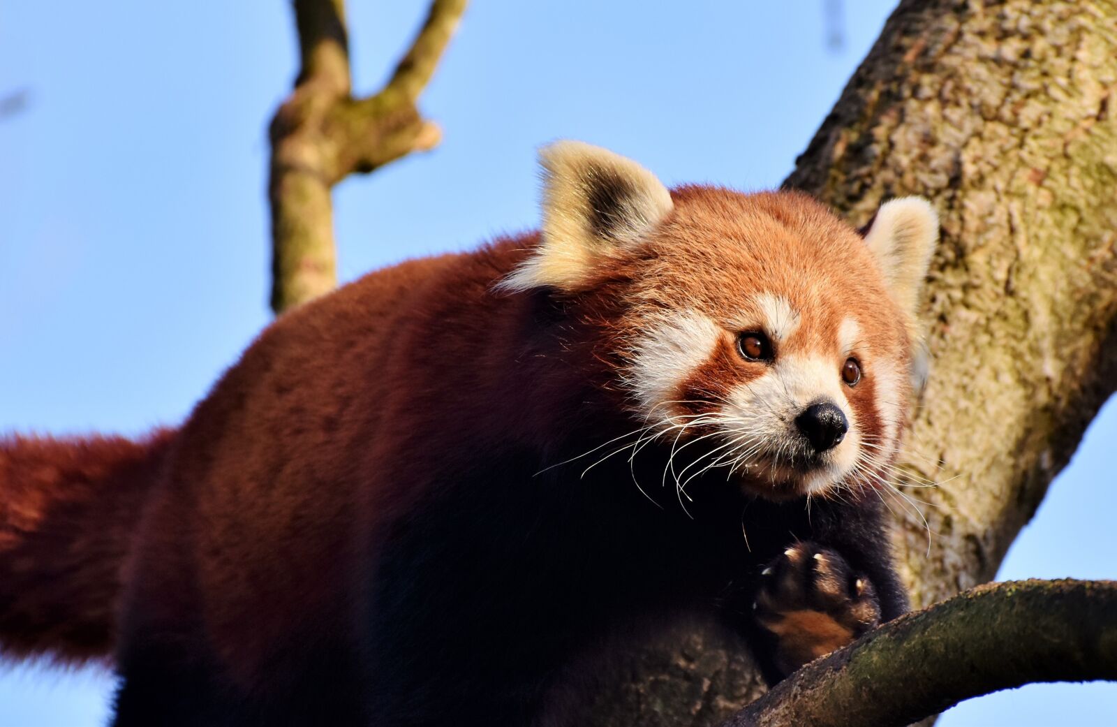 Nikon D7200 sample photo. Panda, brown panda, red photography