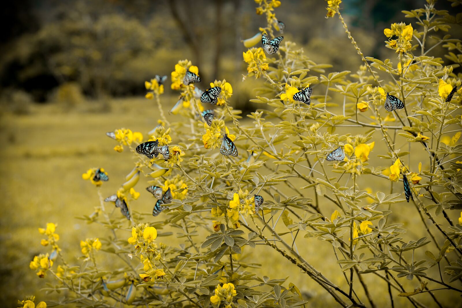 Canon EOS 6D + Canon EF 24-105mm F4L IS USM sample photo. Flower, flora, nature photography
