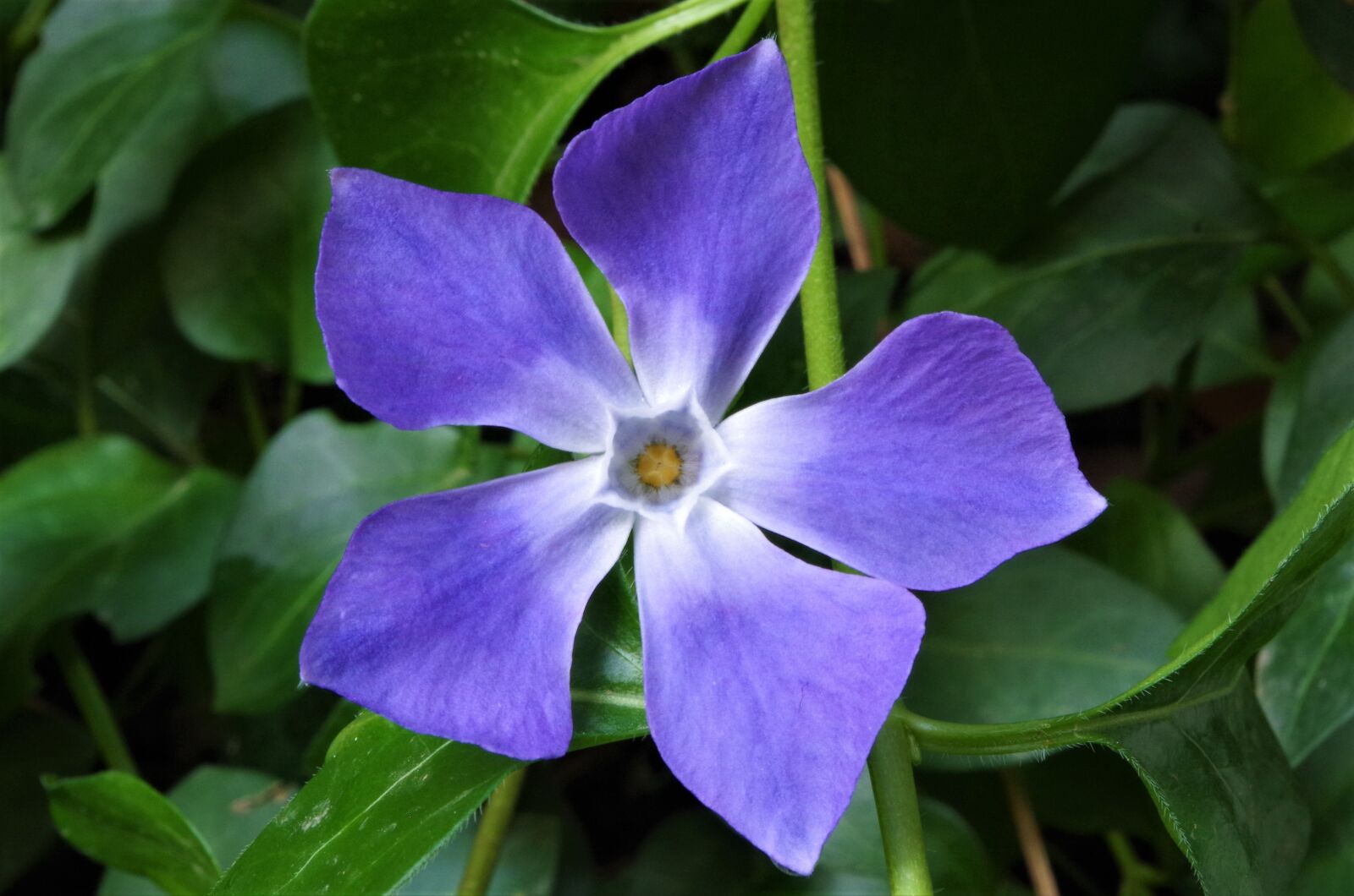 Pentax K-50 sample photo. Flower, purple flower, lilac photography