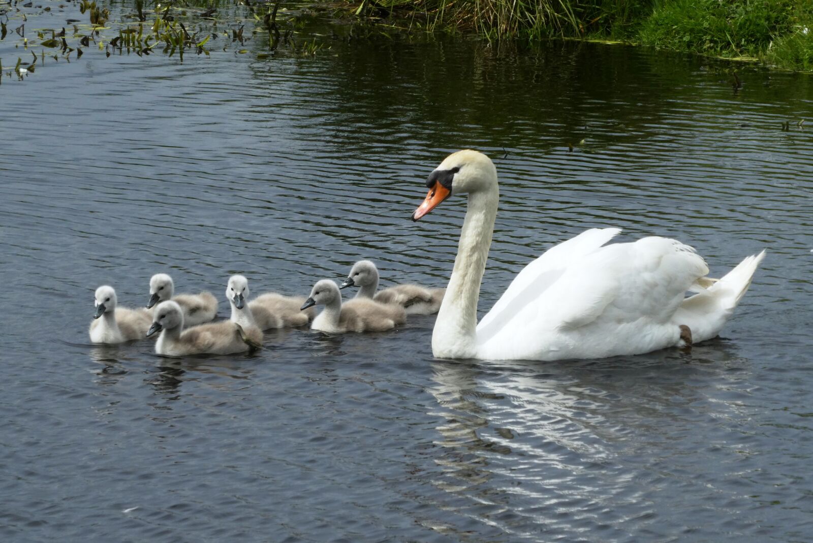 Panasonic Lumix DC-ZS70 (Lumix DC-TZ90) sample photo. Swan with chicks, swan photography