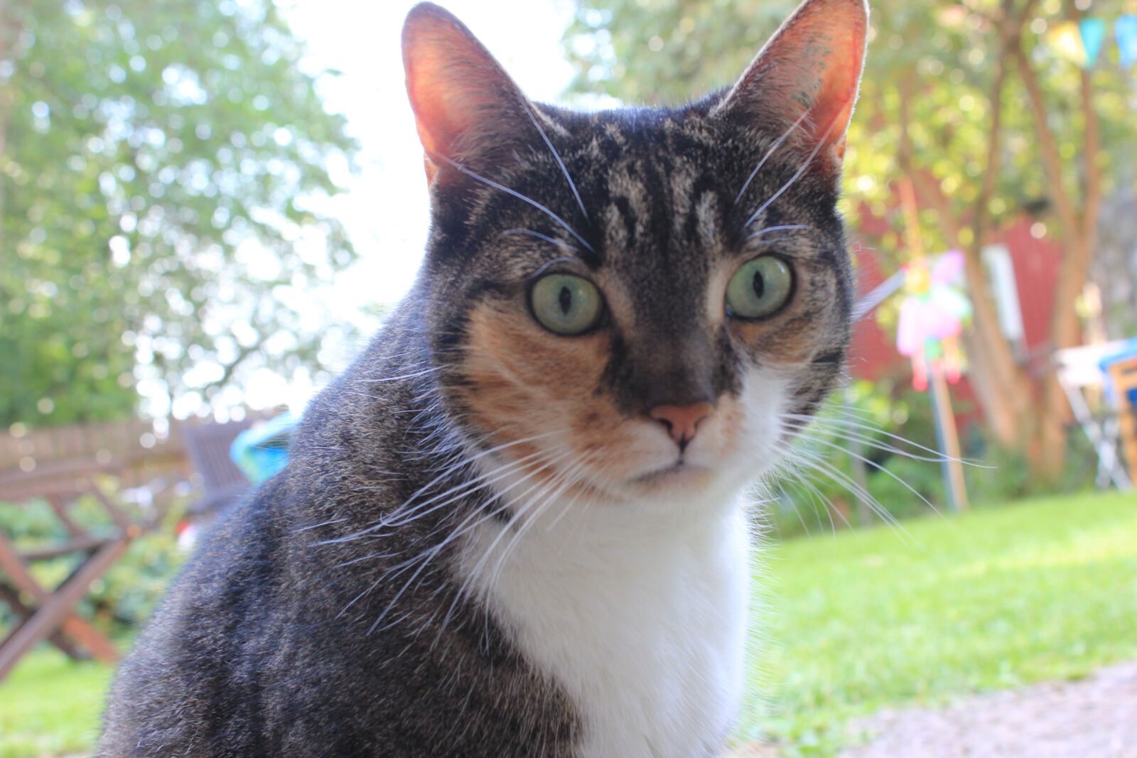 Canon EOS 550D (EOS Rebel T2i / EOS Kiss X4) sample photo. Cat, summer, animal photography