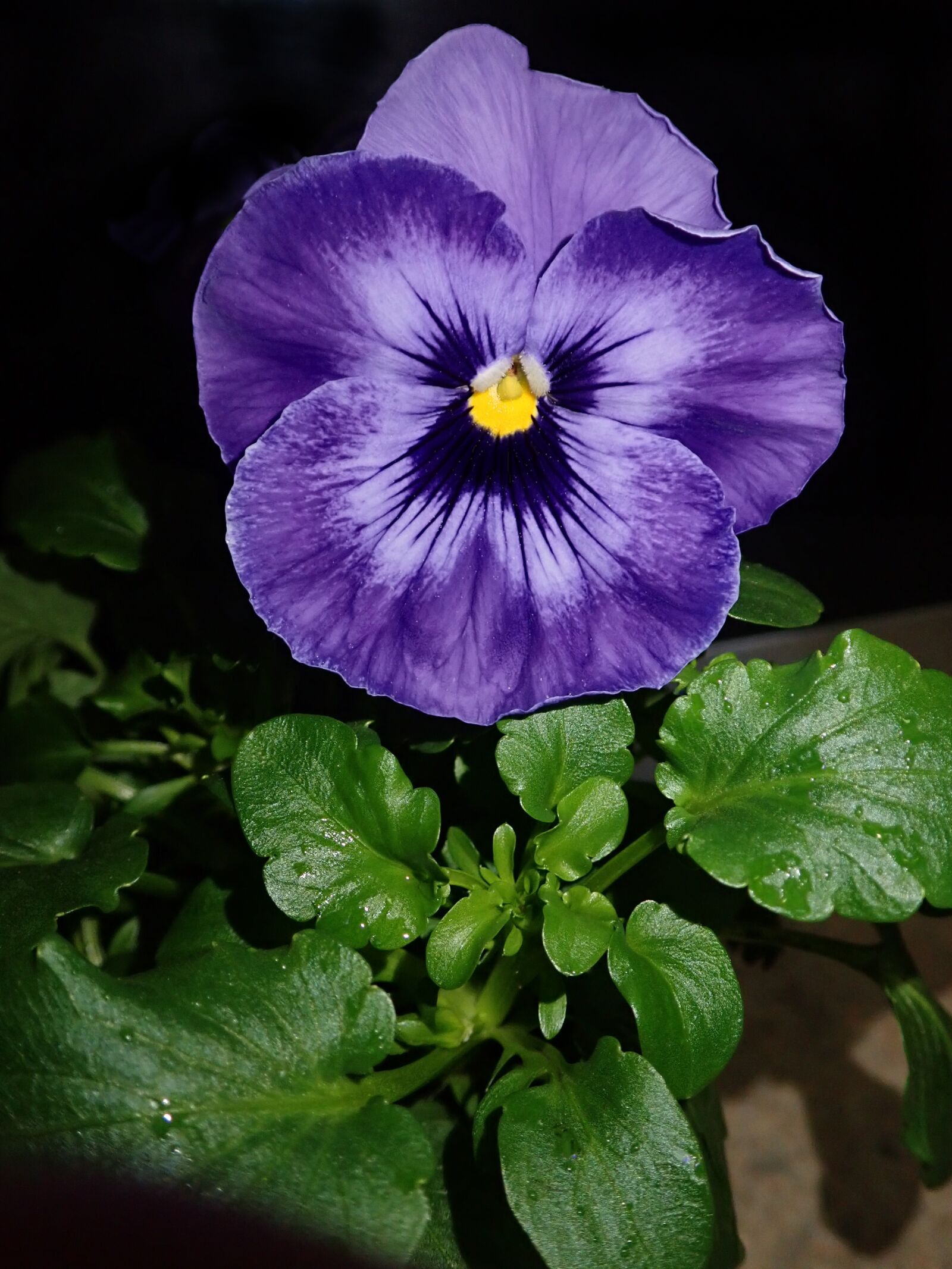 Olympus TG-5 sample photo. Pansy, purple, flower photography