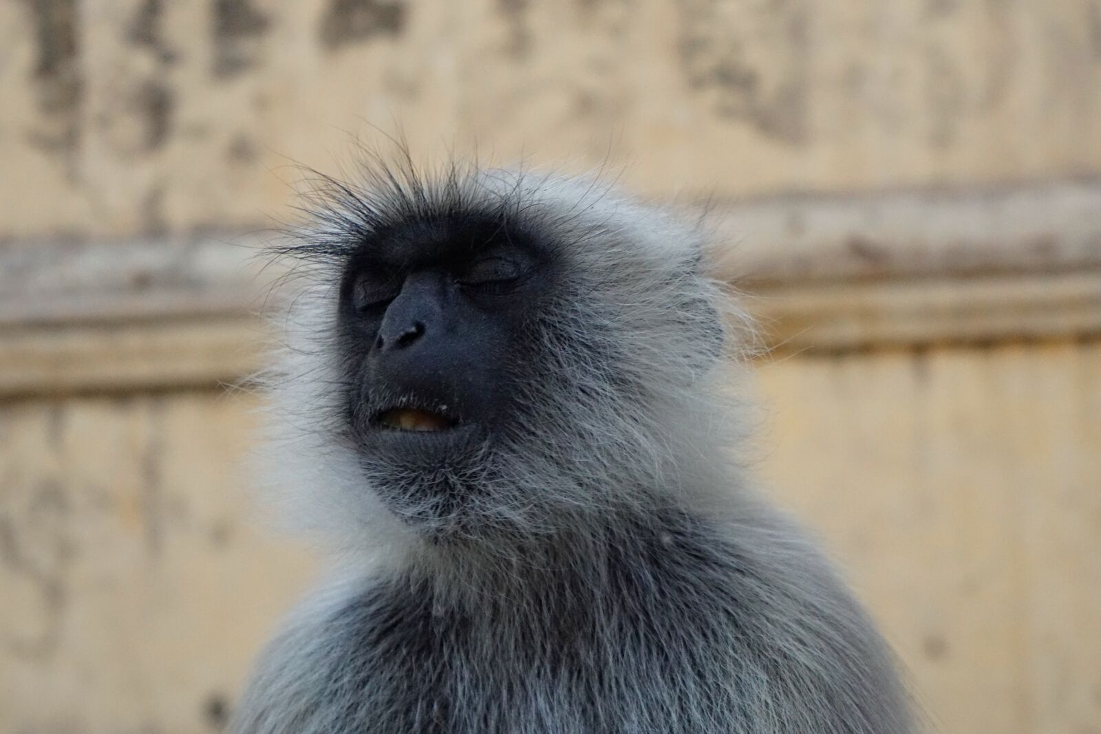 Sony a6000 + Sony E 18-55mm F3.5-5.6 OSS sample photo. Monkey, primate, animal world photography