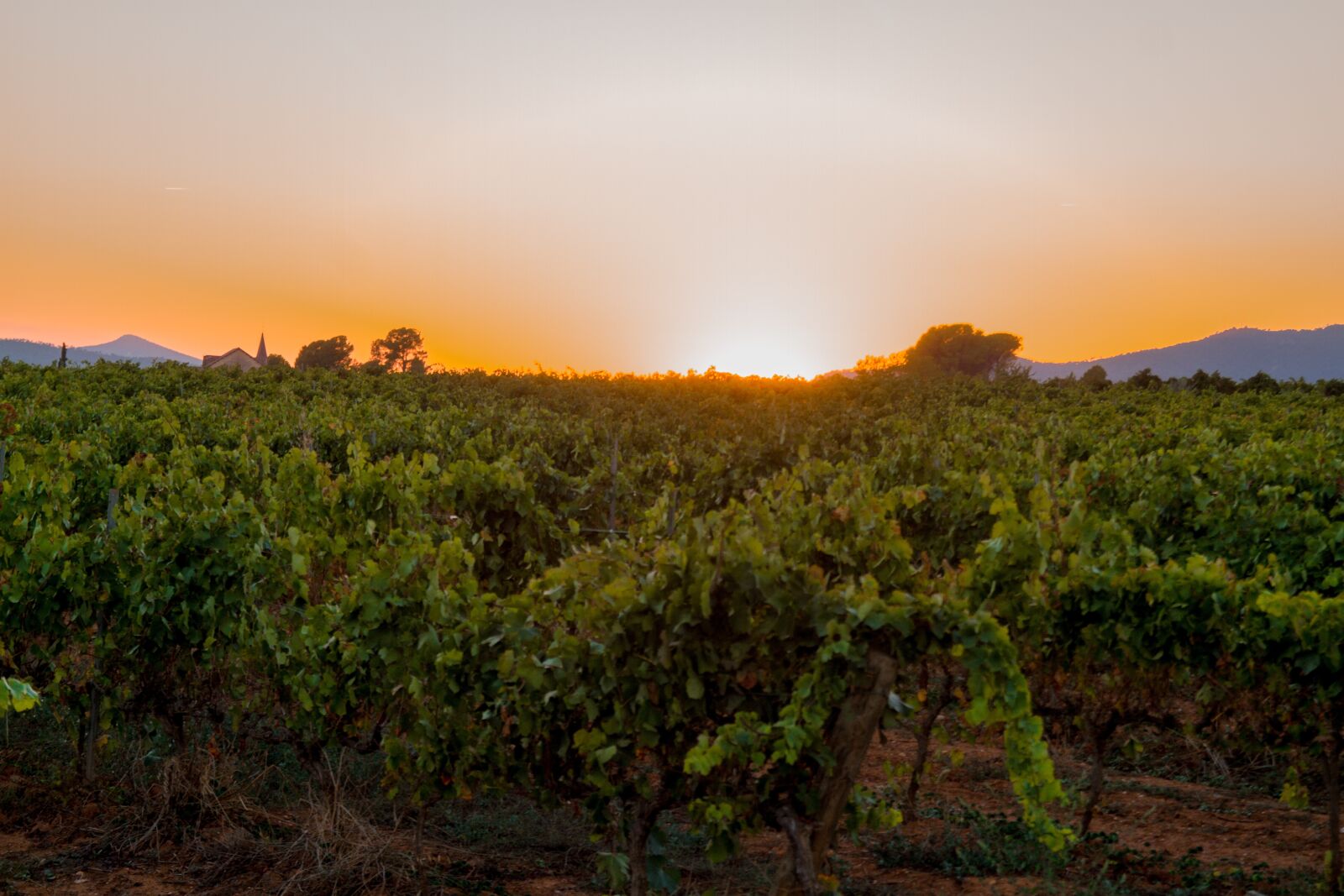 Canon EOS 7D sample photo. Sunset, vineyard, vine photography