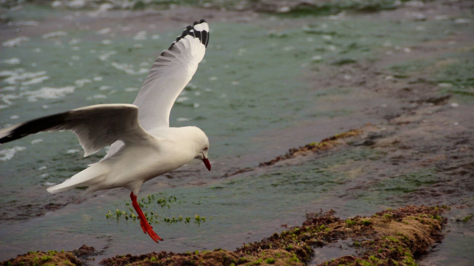 Canon EOS 600D (Rebel EOS T3i / EOS Kiss X5) sample photo. Seagull, flying, landing photography