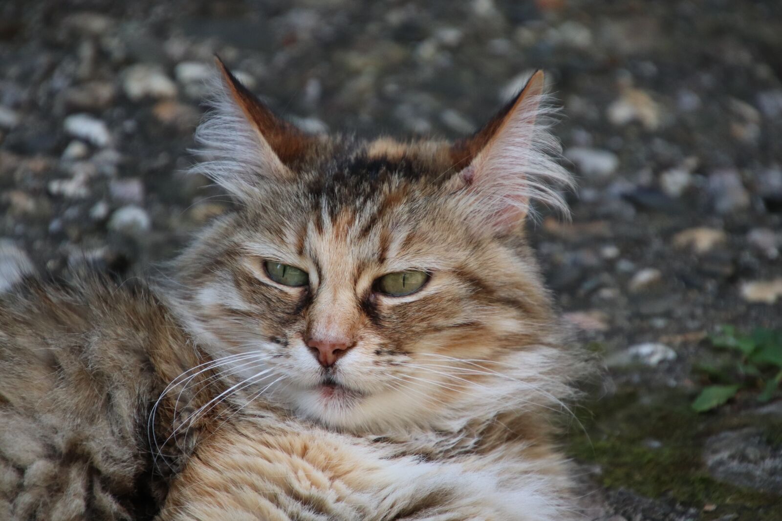 Canon EOS 800D (EOS Rebel T7i / EOS Kiss X9i) sample photo. Cats, felines, felids photography