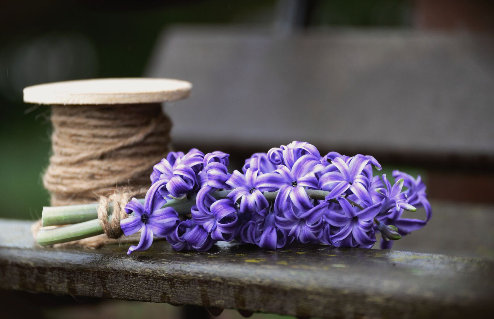 Nikon D610 sample photo. Hyacinth, blossom, bloom photography