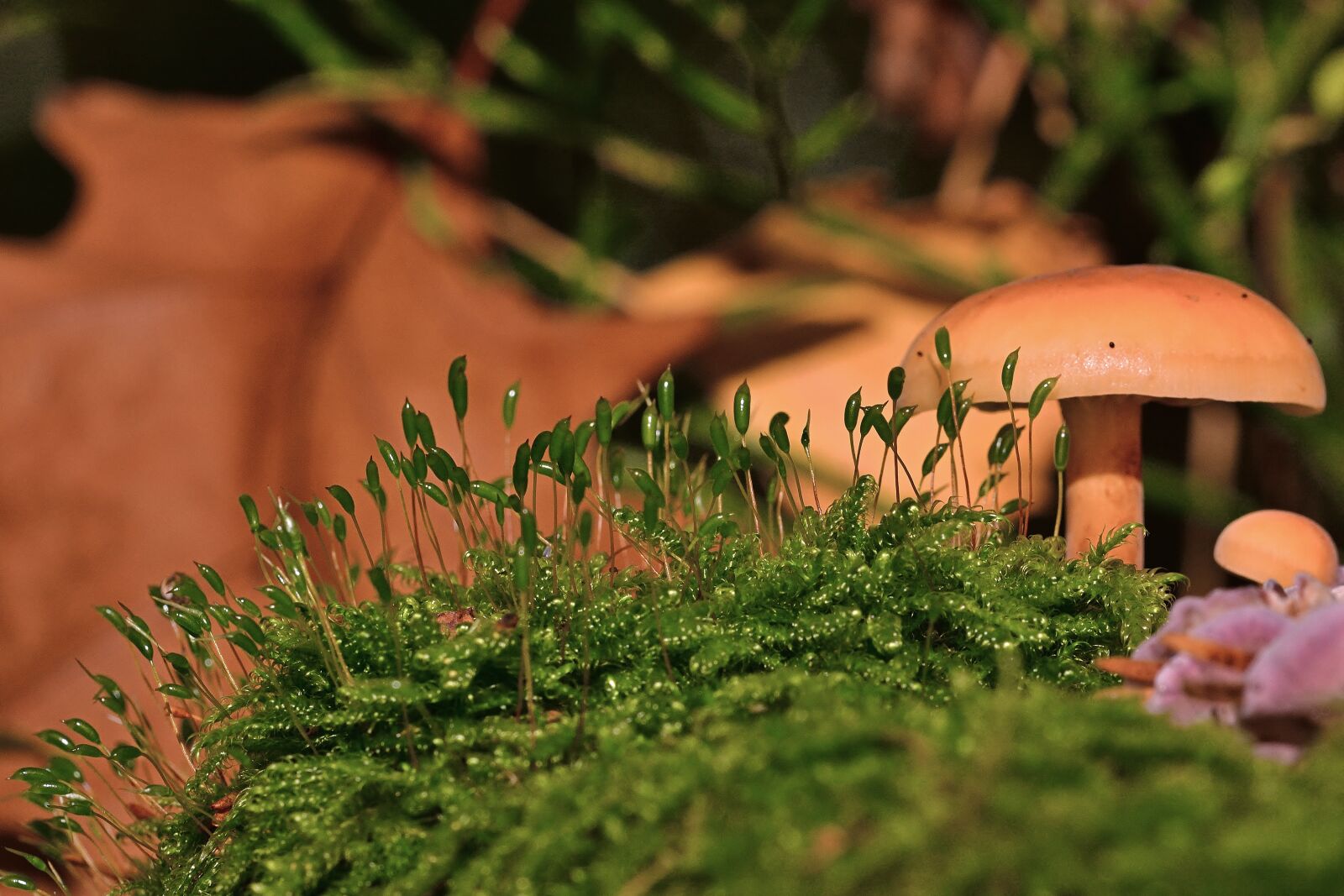 Nikon D5200 sample photo. Forest floor, mushroom, moss photography