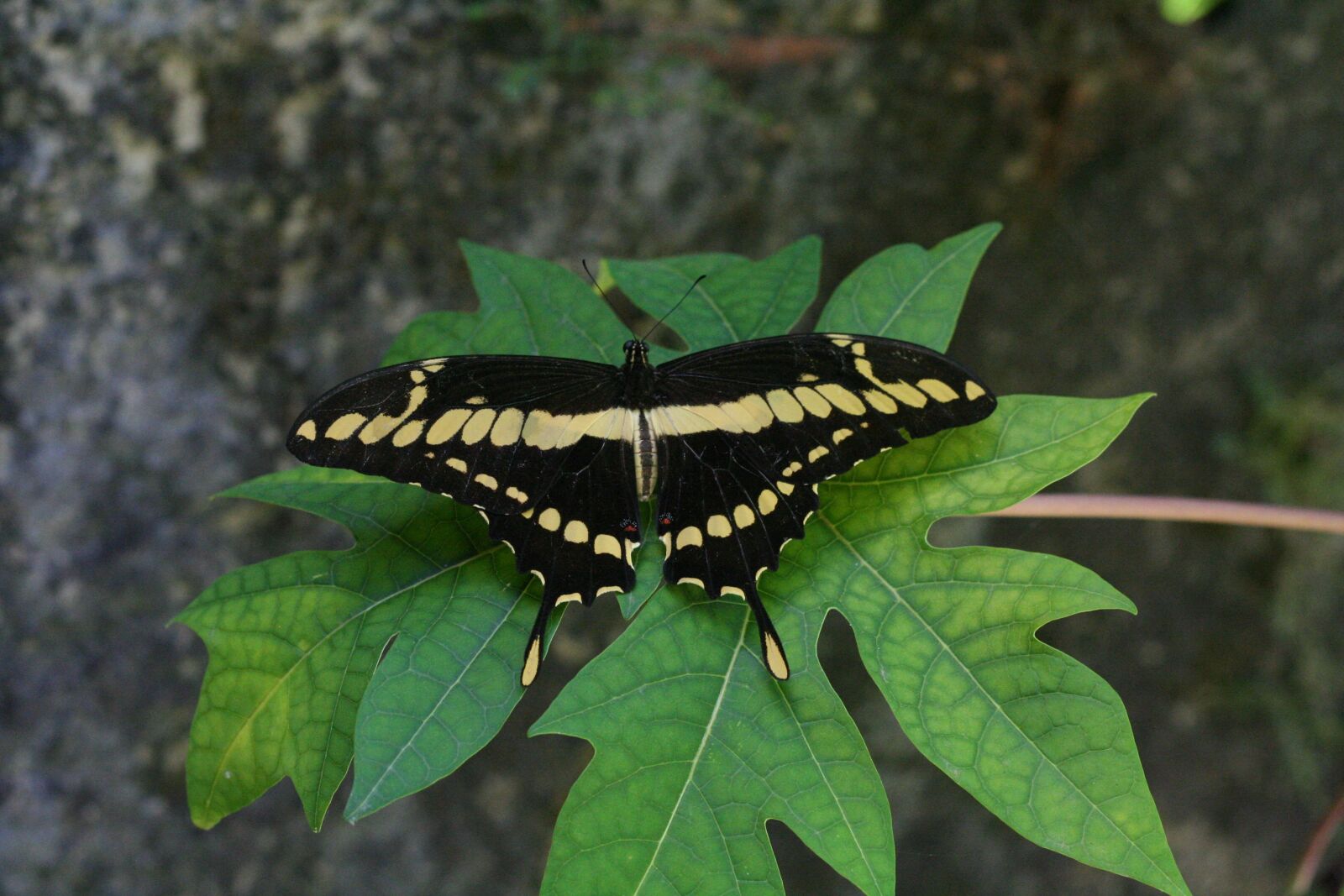 Canon EOS 350D (EOS Digital Rebel XT / EOS Kiss Digital N) sample photo. Butterfly, insect, nature photography