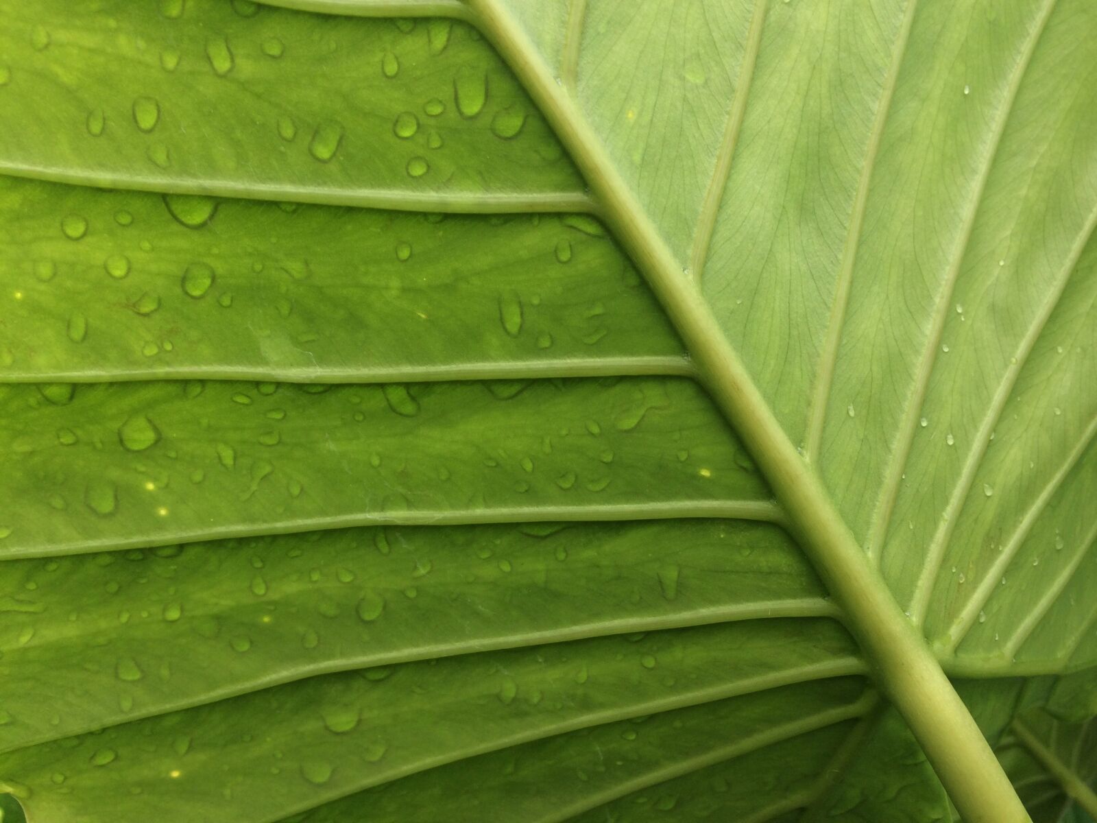 iPhone 5s back camera 4.15mm f/2.2 sample photo. Taro, leaf photography