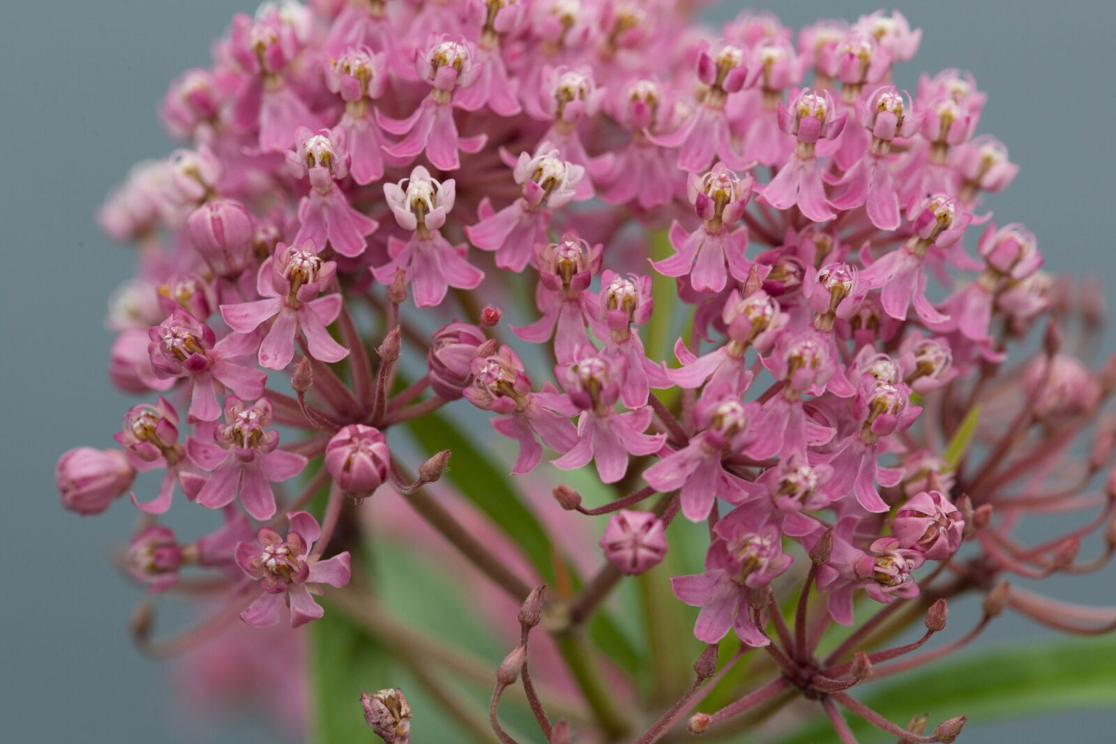Canon EOS 5D Mark II sample photo. Pinkish, wildlife, flower, wildness photography