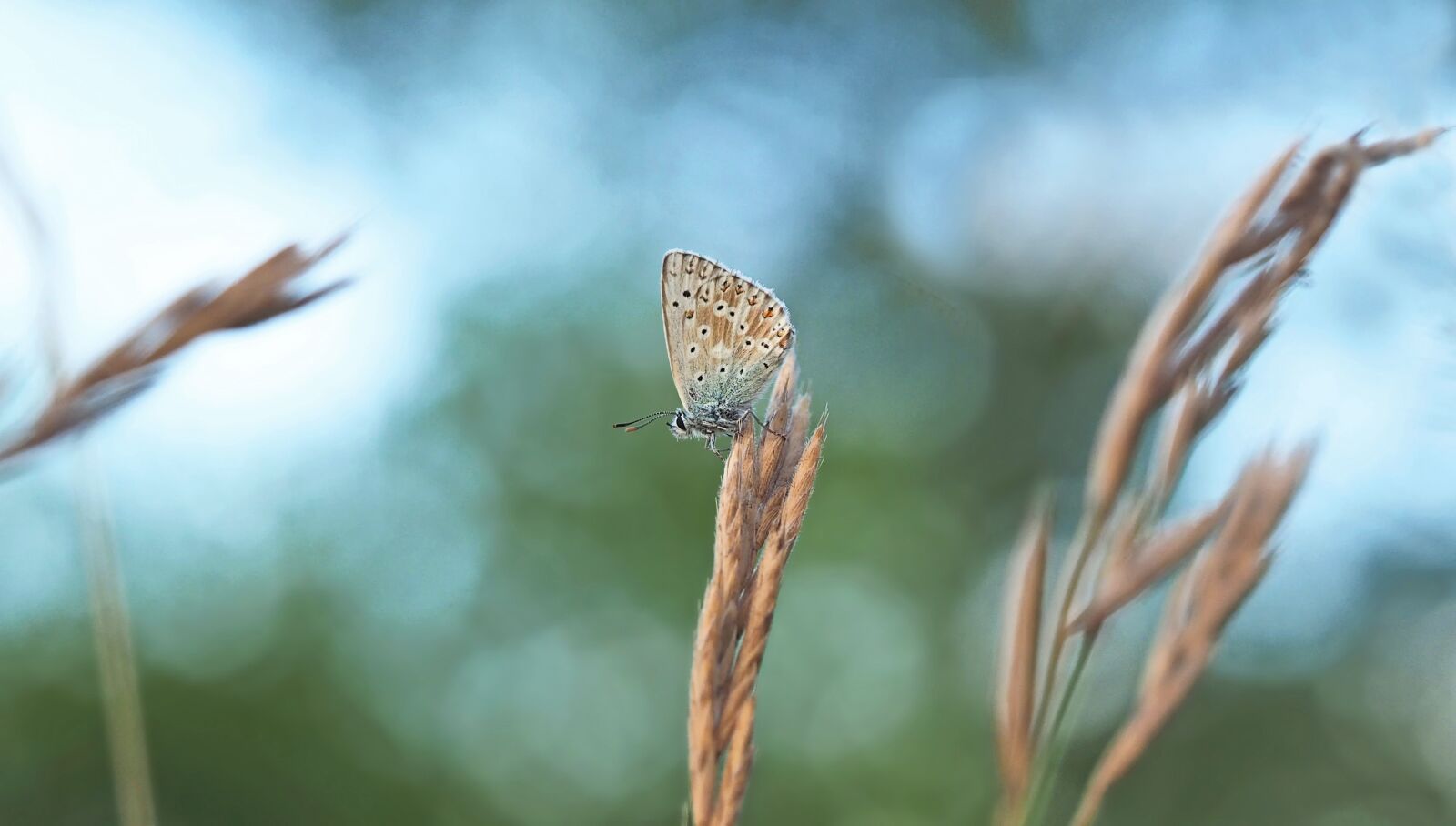 Olympus M.Zuiko Digital ED 60mm F2.8 Macro sample photo. Silver green blue, meadow photography