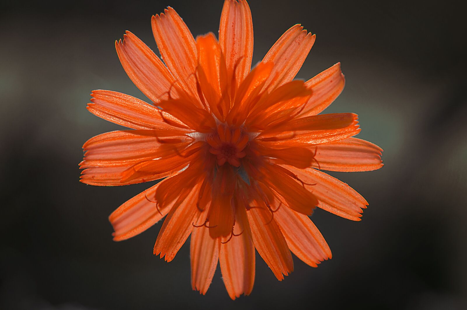 Nikon D90 sample photo. Orange, flowers, plants photography