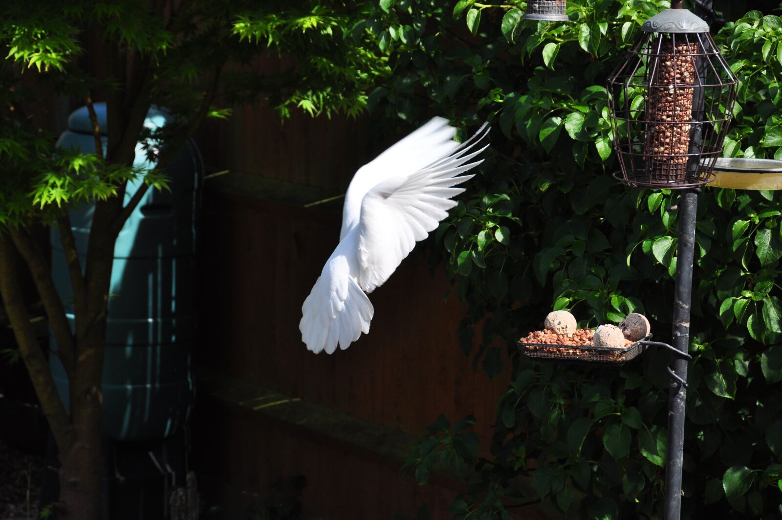 Nikon D90 sample photo. Dove, in, flight photography