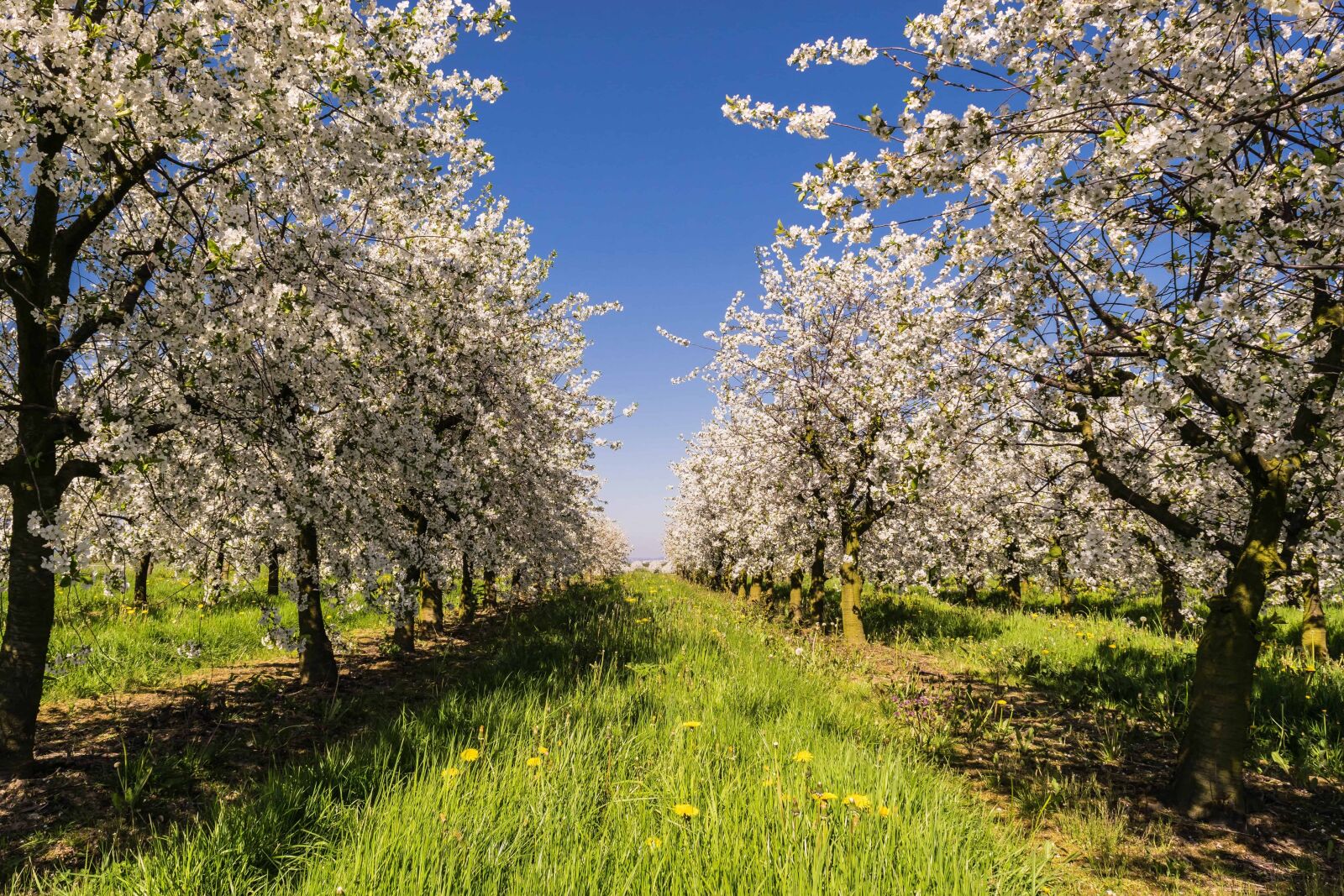 Nikon D3300 sample photo. Agriculture, orchard, branch, nature photography