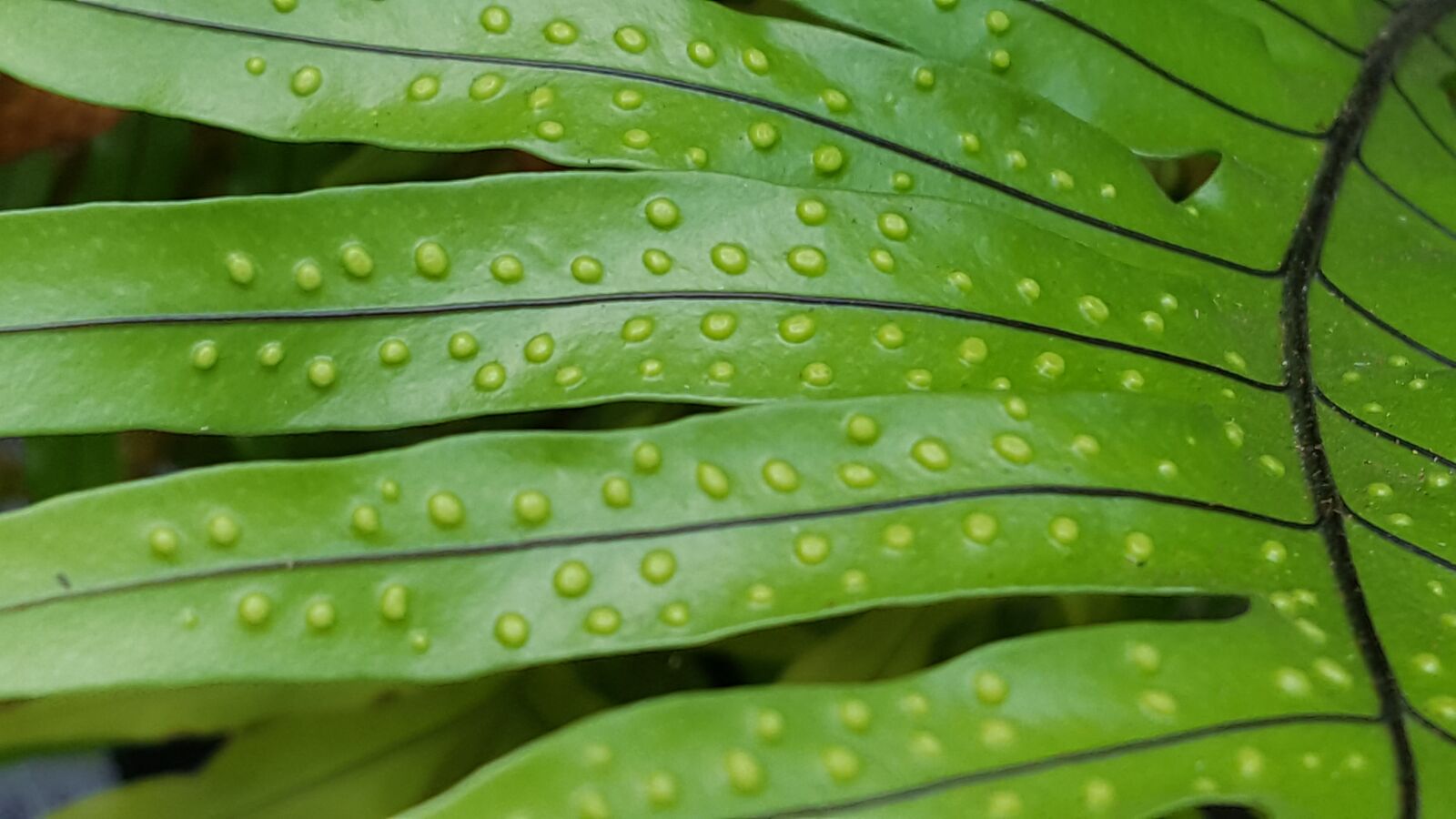 Samsung GALAXY S6 edge sample photo. Green, fern, garden photography