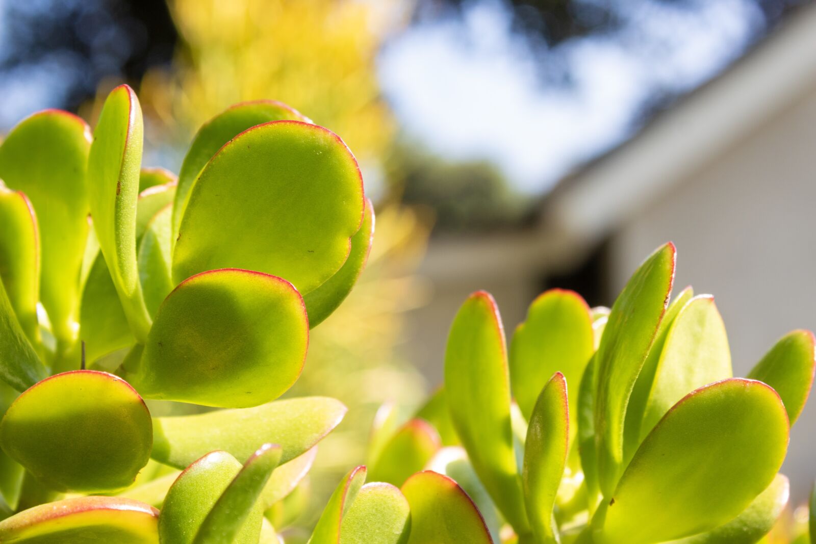 Canon EOS 1300D (EOS Rebel T6 / EOS Kiss X80) sample photo. Leaves, succulent, outside photography