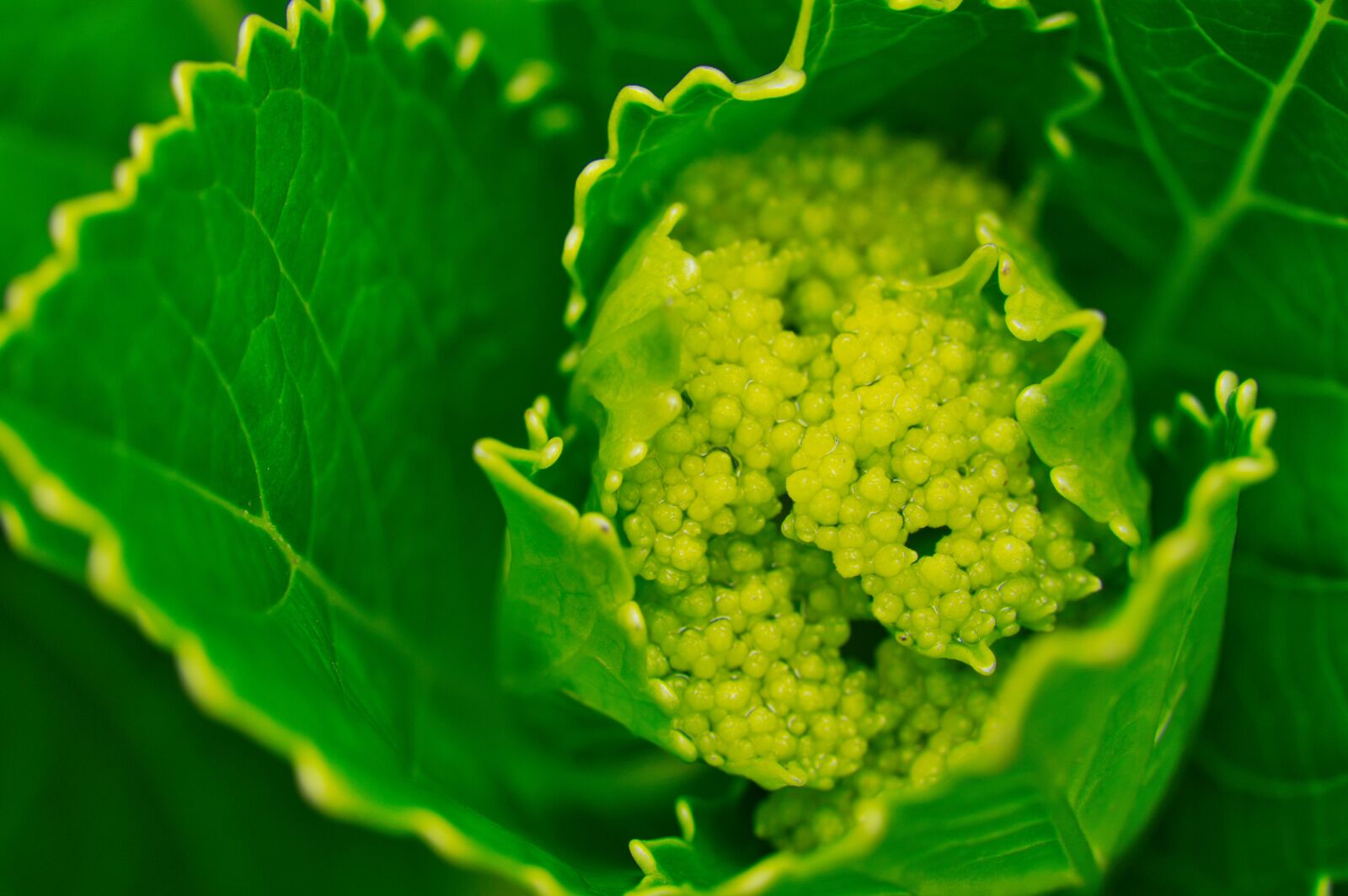 Nikon D3200 sample photo. Leaves, veins, texture photography