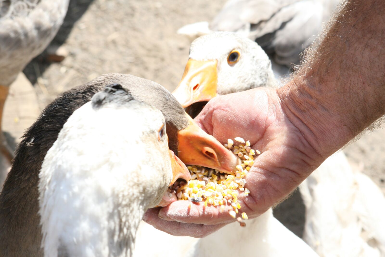 Canon EOS 30D sample photo. Animal, big, bird photography