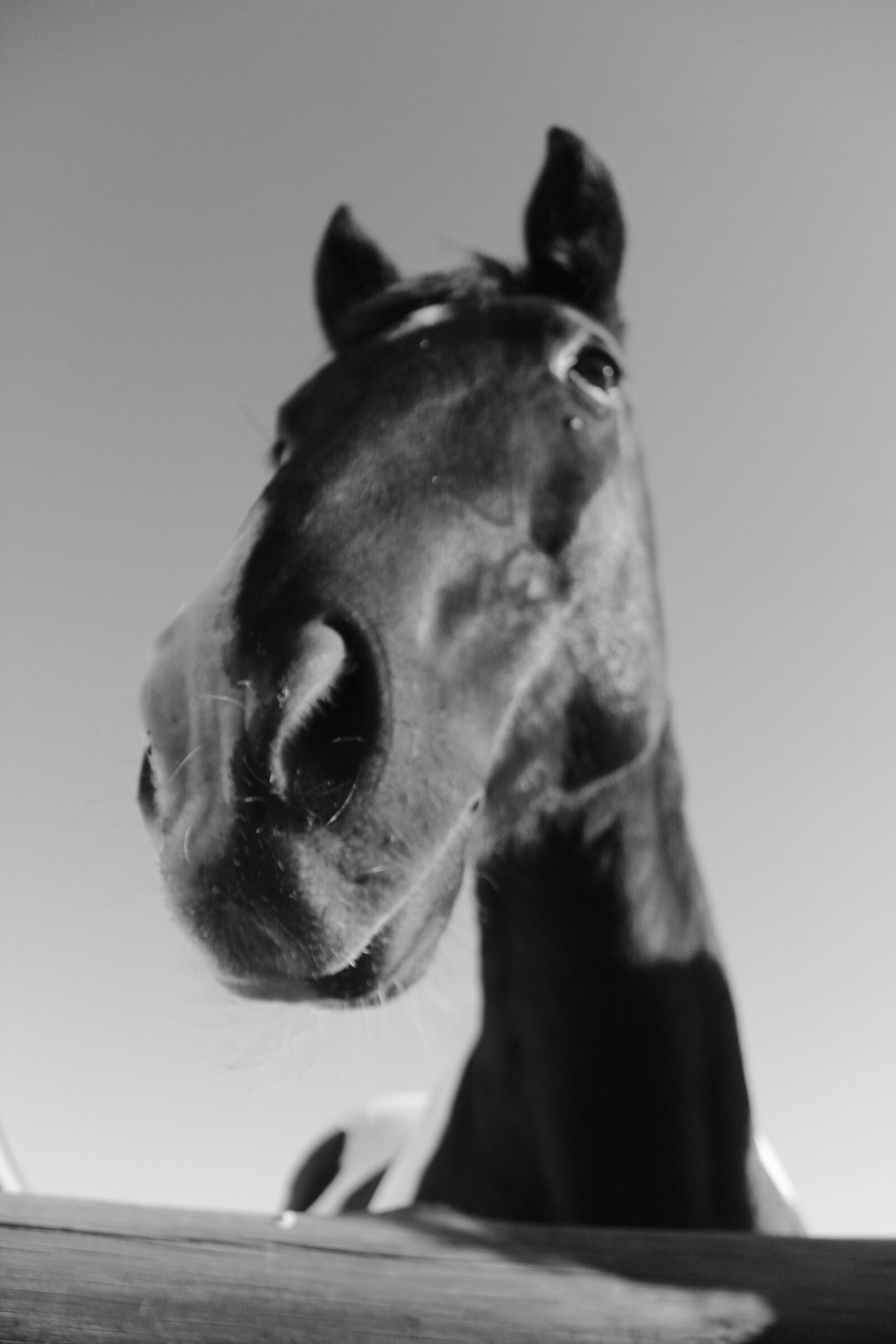 Canon EOS 4000D (EOS Rebel T100 / EOS 3000D) sample photo. Horse, portrait, animal photography