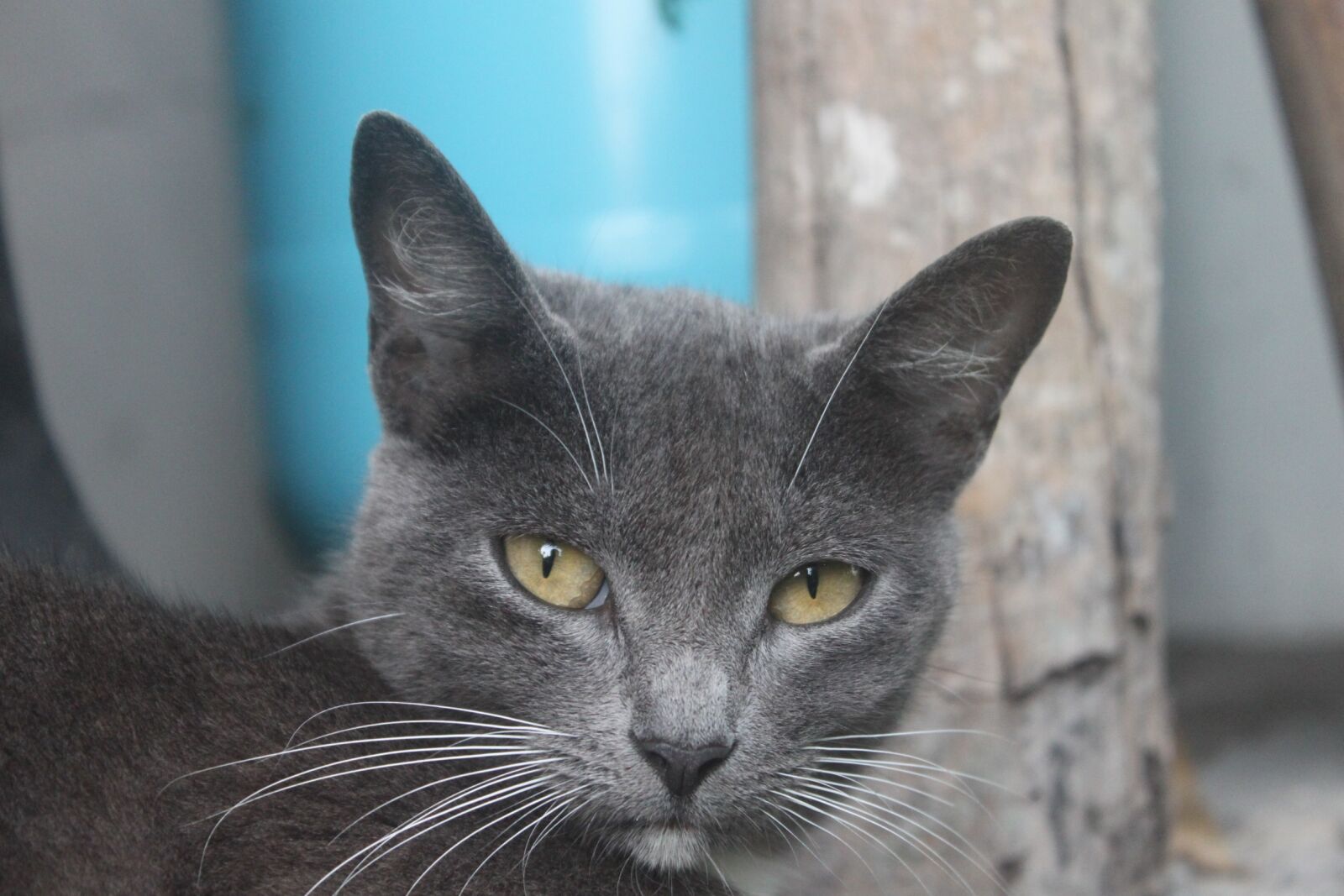 Canon EOS 500D (EOS Rebel T1i / EOS Kiss X3) sample photo. Cat, grey, big-eared photography