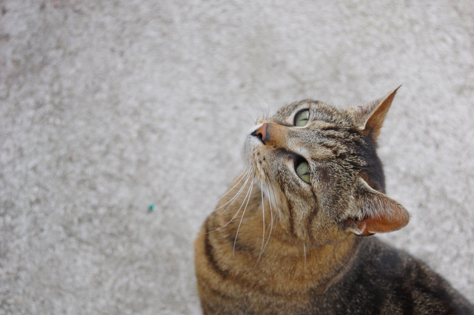 Nikon D40 sample photo. Cat, tabby, look photography