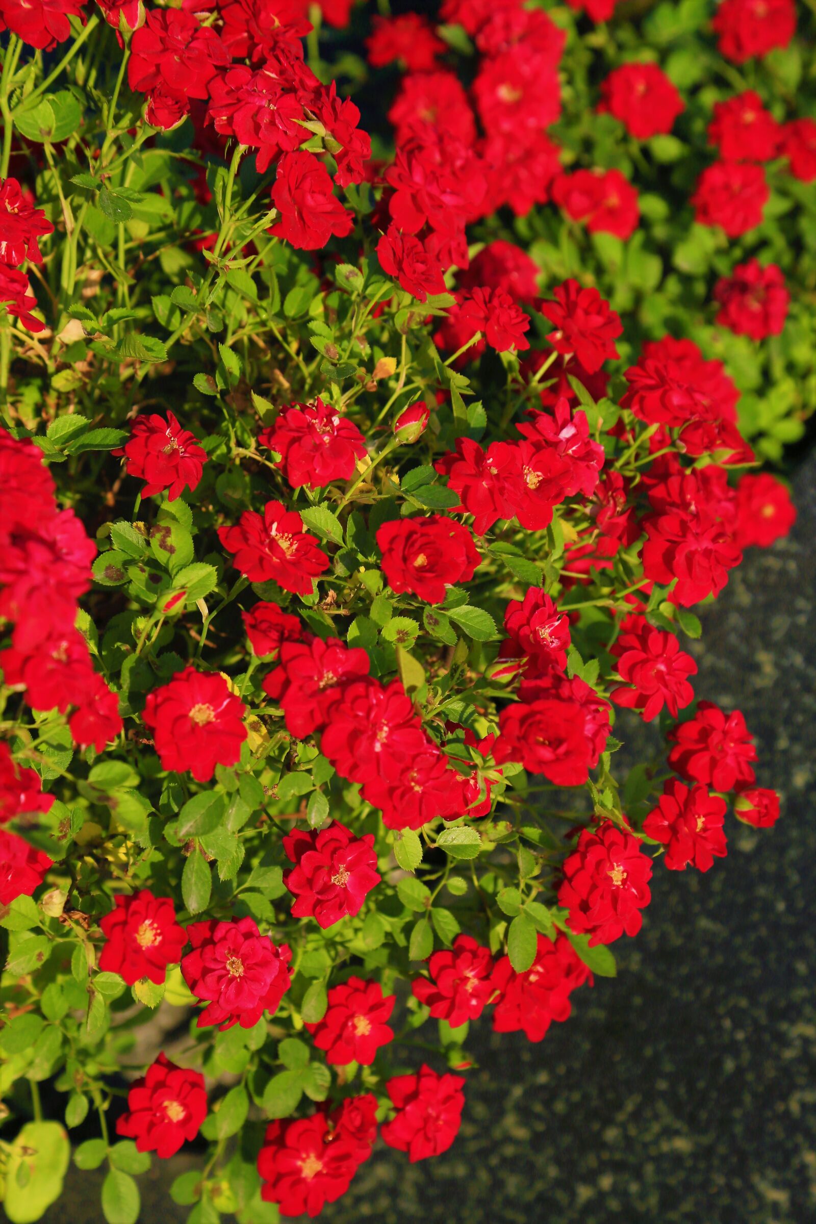Canon EOS 5D Mark III sample photo. Rose, roses, spring photography