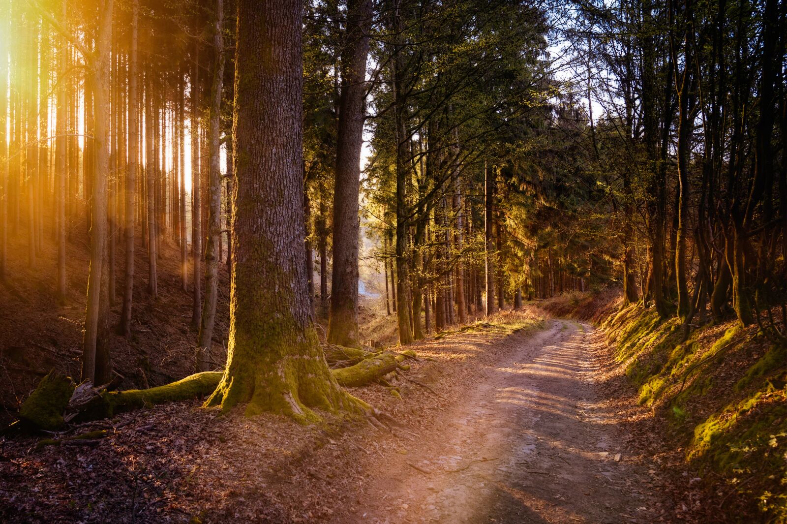 Nikon Z6 sample photo. Forest, sun, warm photography